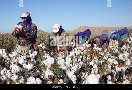 Adana /Turchia - 09-26-2014: Lavoratori che raccolgono il cotone nel campo del cotone Foto Stock