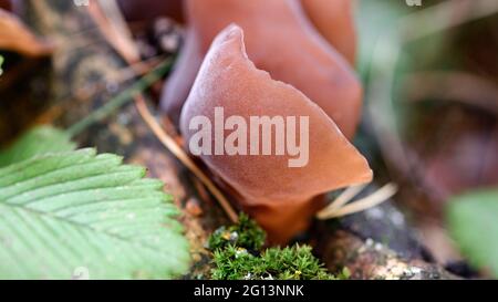 Auricularia auricula-judae cresce su un bosco caduto in una foresta tra muschio Foto Stock