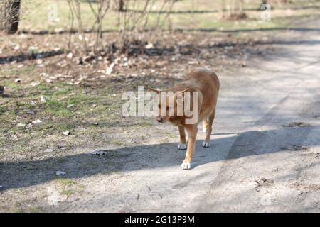 Un cane marrone e bianco che cammina lungo una strada sterrata Foto Stock