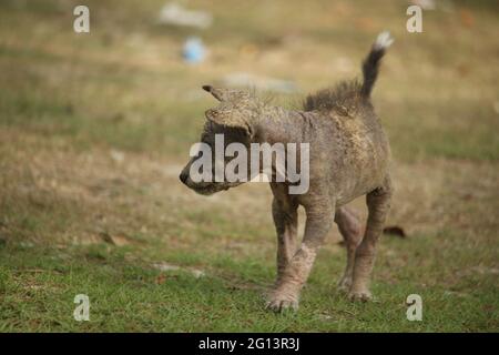 Un cucciolo che soffre di malattie della pelle sta camminando Foto Stock