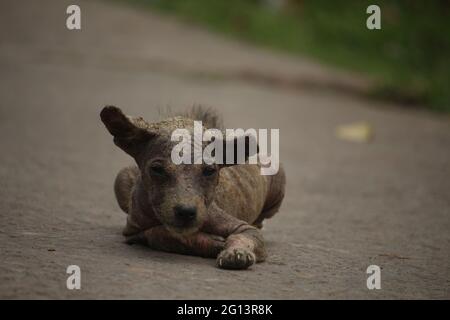 I cuccioli soffrono di malattie della pelle. Un ritratto di un cucciolo è stato preso. Foto Stock