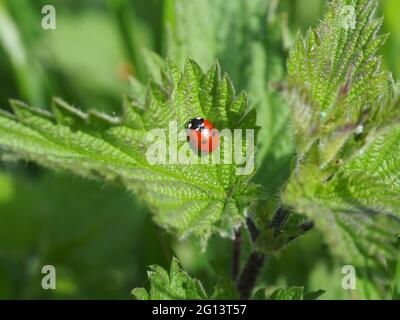 7 Spot Ladybird su una foglia di ortica Foto Stock