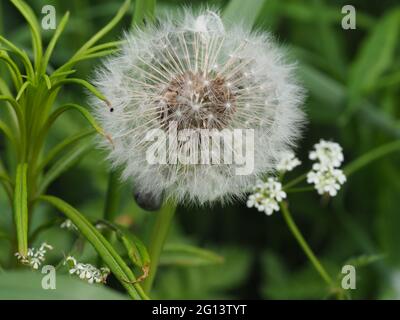 Orologio dente di leone in argento tufted che cresce nell'erba nella siepia Foto Stock