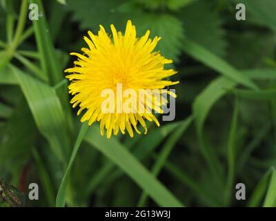 Dente di leone giallo che cresce nell'erba del hedgerow Foto Stock