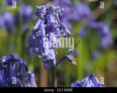 Bluebell nel hedgerow Foto Stock