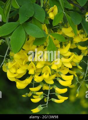 Catena d'oro o Golden rain Laburnum Tree Foto Stock