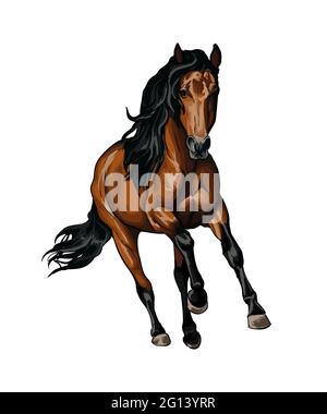 Cavallo che corre a un galoppo da spruzzi di acquerelli, disegno colorato, realistico. Illustrazione vettoriale delle vernici Illustrazione Vettoriale