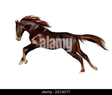 Cavallo che corre a un galoppo da spruzzi di acquerelli, disegno colorato, realistico. Illustrazione vettoriale delle vernici Illustrazione Vettoriale
