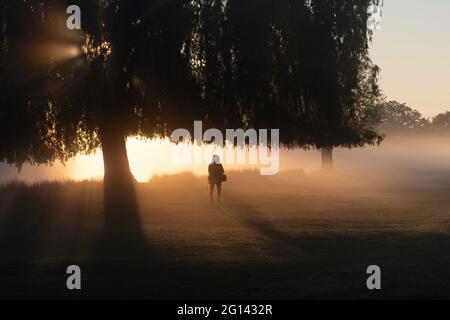 Una persona si trova sotto un salice piangente in un'atmosfera misty mattina Foto Stock