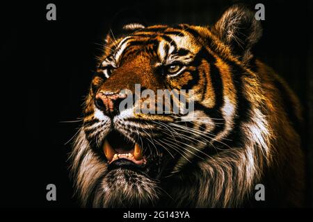 Sumatran Tiger, Zoo di Londra Foto Stock