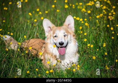 Welsh Corgi Pembroke Foto Stock