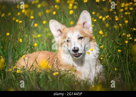 Welsh Corgi Pembroke Foto Stock