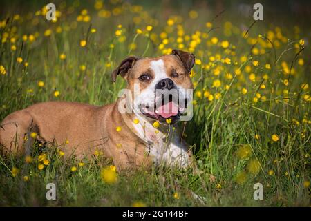 Bulldog in un campo di fiori Foto Stock