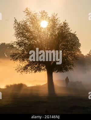 Sunrise crea una silhouette di una persona che cammina vicino a un albero nella nebbia del mattino presto Foto Stock