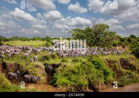 Zebre che attraversano il fiume alla grande migrazione con la gente che lo guarda dai loro veicoli a Maasai Mara, Kenya Foto Stock