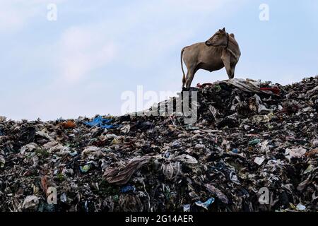 Guwahati, Assam, India. 4 Giugno 2021. Una mucca in piedi su un mucchio di rifiuti nel sito di dumping di Boragaon, alla vigilia della Giornata mondiale dell'ambiente, a Guwahati il 04 giugno 2021. La Giornata Mondiale dell'ambiente si celebra ogni anno il 5 giugno, e il tema di quest'anno è l'inquinamento atmosferico. Credit: David Talukdar/ZUMA Wire/Alamy Live News Foto Stock