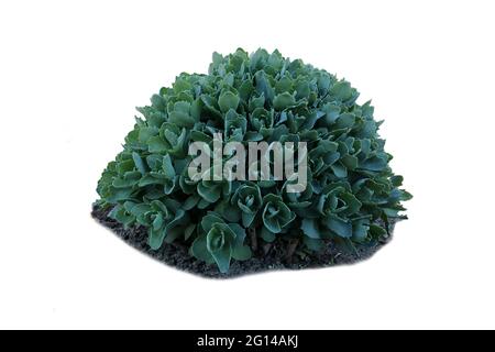 Sedum clavatum o stonecrop isolati su bianco. Sedum clavifolium. Foto Stock