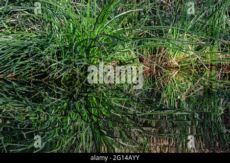 Canne riflesse in uno stagno fermo Foto Stock