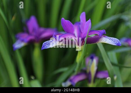 Iris graminea su sfondo sfocato. Fiori blu e violacei, quasi nascosti da foglie strette e erbose, e una fragranza profumata di prugna. È coltivato Foto Stock