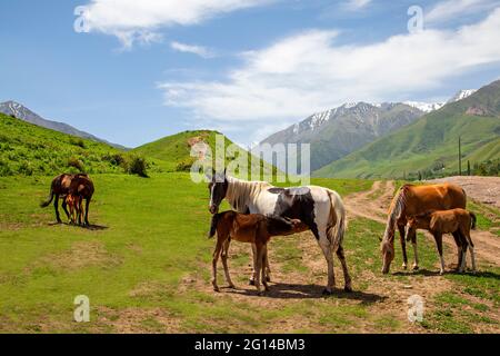 Femmine di cavalli che allattano i foals in Kirghizistan Foto Stock