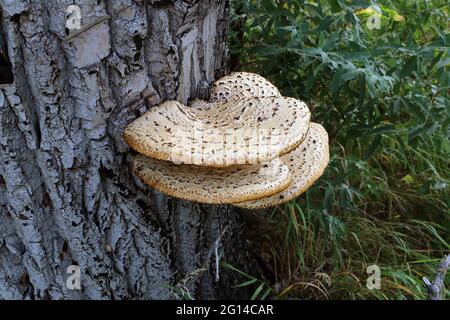 Chaga Mushroom sull'albero. Grandi funghi di albero crebbero sul tronco di un albero. Foto Stock