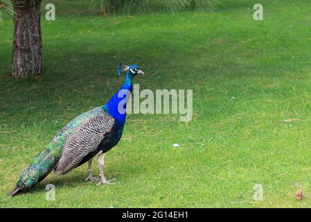 Blu luminoso splendido pavone con coda lunga e piume colorate cammina sull'erba verde. Peacock nel parco, zoo, fattoria Foto Stock