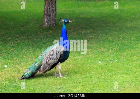 Blu luminoso splendido pavone con coda lunga e piume colorate cammina sull'erba verde. Peacock nel parco, zoo, fattoria Foto Stock