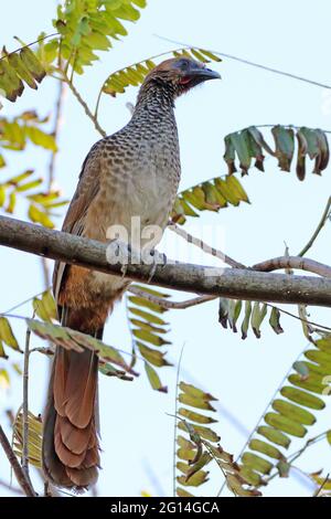 Chachalaca brasiliano orientale (Ortalis araucuan) arroccato su un ramo Foto Stock