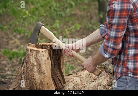 Taglio di una legna da ardere. Tritare il legno. Tritatutto in legno a mani maschili. Attrezzature Lumbermans. Silvicoltura. Raccolta del legname. Natura estiva Foto Stock