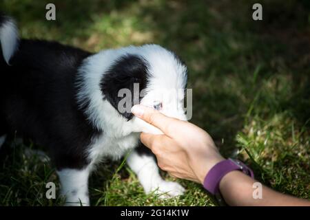 Border Collie puppy mordere giocoso in mani Foto Stock