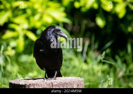 Carrion Crow Corvus corone primo piano e perching su un ceppo di alberi in estate bosco che mostra tutto nero piumaggio grande becco e corpo chunky Foto Stock