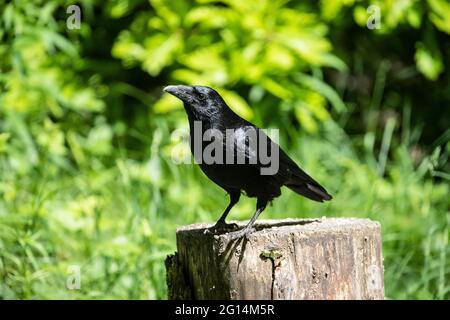 Carrion Crow Corvus corone primo piano e perching su un ceppo di alberi in estate bosco che mostra tutto nero piumaggio grande becco e corpo chunky Foto Stock