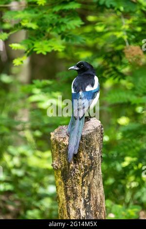 Una Magpie Pica eurasiatica che perching su un ceppo di albero di legno in bosco mostrando il suo bel piumaggio iridato e la lunga coda Foto Stock