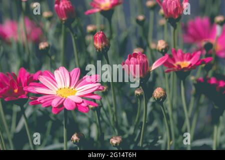 Sfondo di fiori selvatici full frame con graziose margherite rosa che fioriscono tra l'erba con spazio di copia Foto Stock
