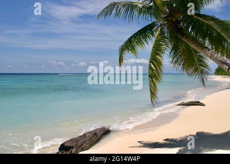 spiaggia deserta incontaminata con palme Foto Stock
