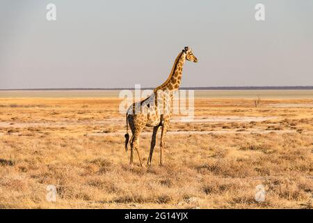 Una giraffa unica che si trova nel vasto prato del Parco Nazionale di Etosha, Namibia. Sullo sfondo si trova, offuscato dal calore tremolante, il sal Foto Stock