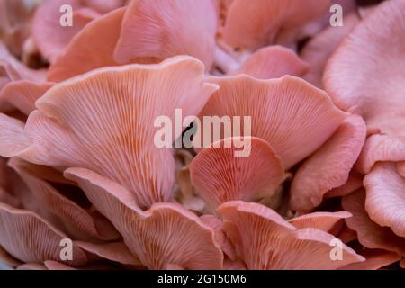 Primo piano di pleurotus djamor o sfondo di funghi ostriche rosa Foto Stock