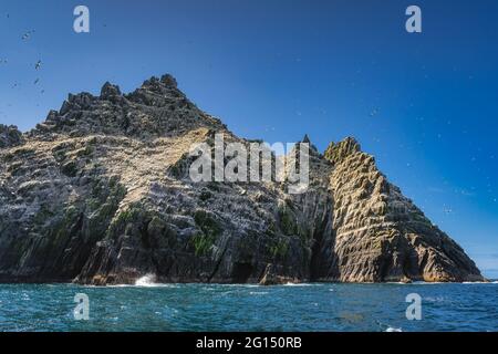Piccola isola di Skellig, casa di migliaia di Gannets, Morus Bassanus. Uccelli marini che vivono nel loro habitat naturale, Ring of Kerry, Irlanda Foto Stock