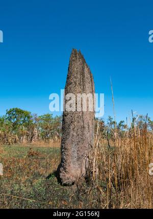 Magnetic Termine Mounds made by termites, Amitermes meridionalis; in the Northern Territory top end Foto Stock