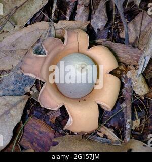 Geastrum sp. "Earth Star" - sulla passeggiata delle Twin Falls Foto Stock