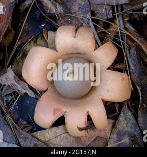 Geastrum sp. "Earth Star" - sulla passeggiata delle Twin Falls Foto Stock