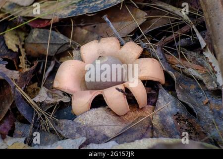 Geastrum sp. "Earth Star" - sulla passeggiata delle Twin Falls Foto Stock