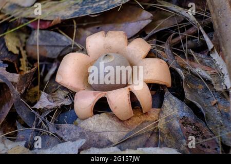 Geastrum sp. "Earth Star" - sulla passeggiata delle Twin Falls Foto Stock