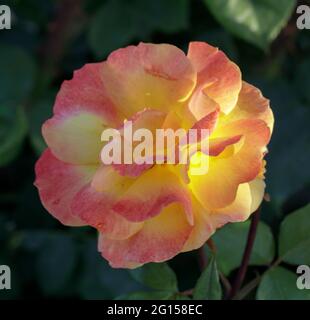 'Good as Gold' Yellow Blend Hybrid Tea Rose in Bloom. San Jose Municipal Rose Garden, San Jose, California, Stati Uniti. Foto Stock