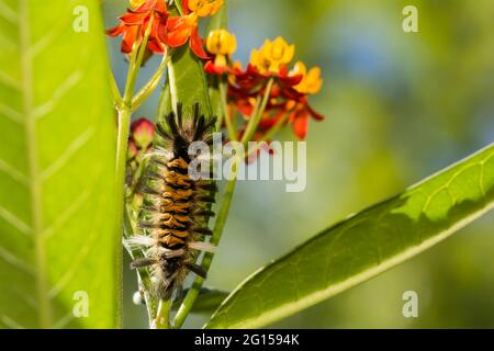 Milkweed Tussock Moth Caterpillar (Euchaetes Egle). Foto Stock