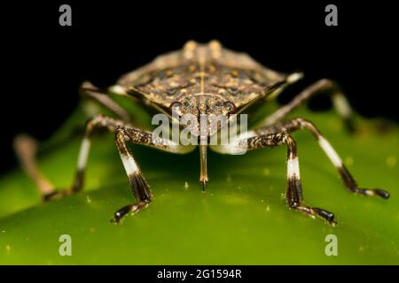 Stink marrone Marmorated Bug alimentare su un pepe in giardino. Foto Stock