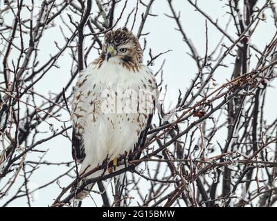 Hawk dalla coda rossa si affaccia da Perch in un giorno invernale: Un falco dalla coda rossa arroccato su rami ricoperti di ghiaccio con piume soffici per rimanere caldo su una w Foto Stock