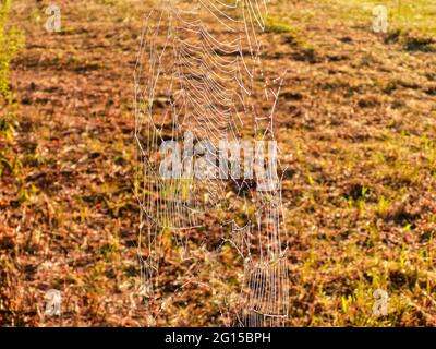 Un Web Spider con Dew pende a terra: Una mattina d'estate mostra le goccioline di rugiada su una rete di ragno formata durante la notte che si illumina al sole Foto Stock