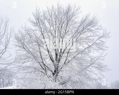 Albero coperto di neve e rami di albero dopo una caduta di neve: Un albero di acero coperto di neve con un cielo coperto e nuvoloso sullo sfondo su un freddo, winte Foto Stock