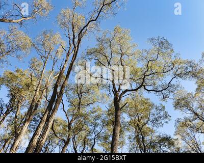 Caduta di alberi nel cielo: Guardando verso l'alto all'inizio dell'autunno alberi colorati e molto alti in un cielo blu chiaro - una vista umana di alberi da terra Foto Stock